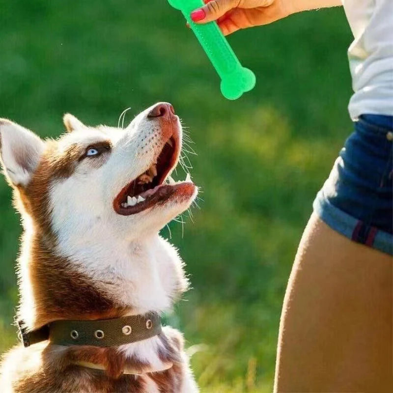 Bone Shaped Chew Toy for Teething and Dental Care